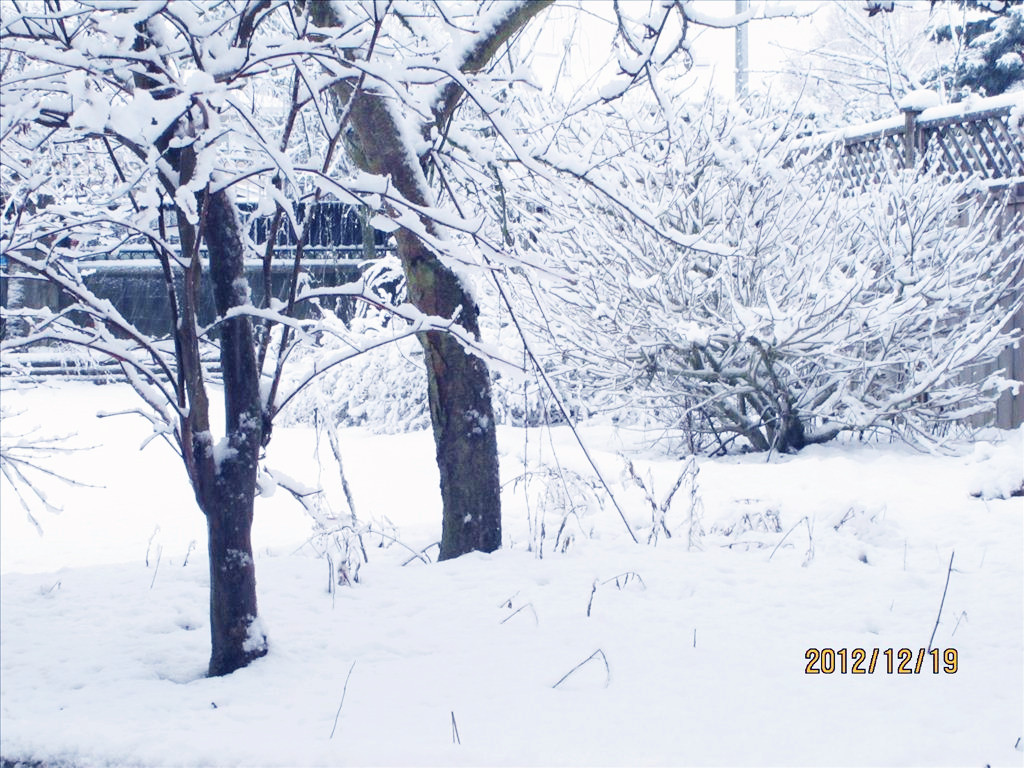 2012第一场雪  (1).jpg