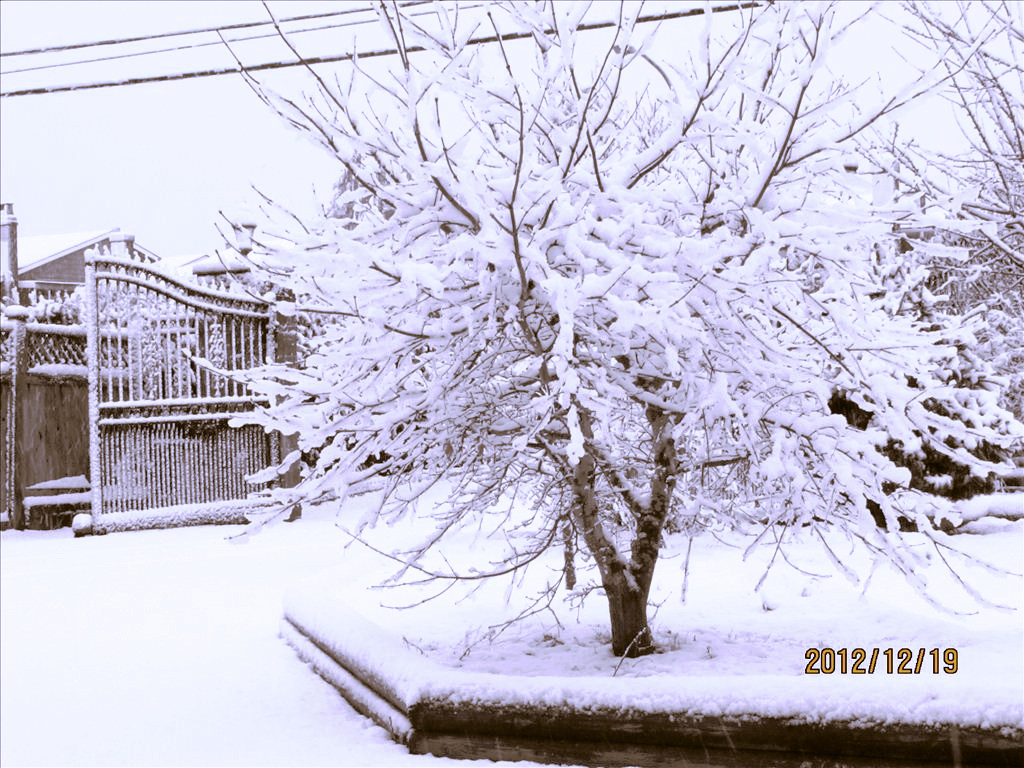 2012第一场雪  (2).jpg