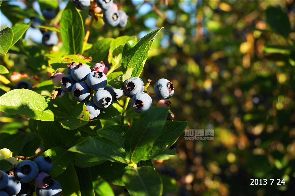 温哥华的蓝莓熟了 (1).JPG