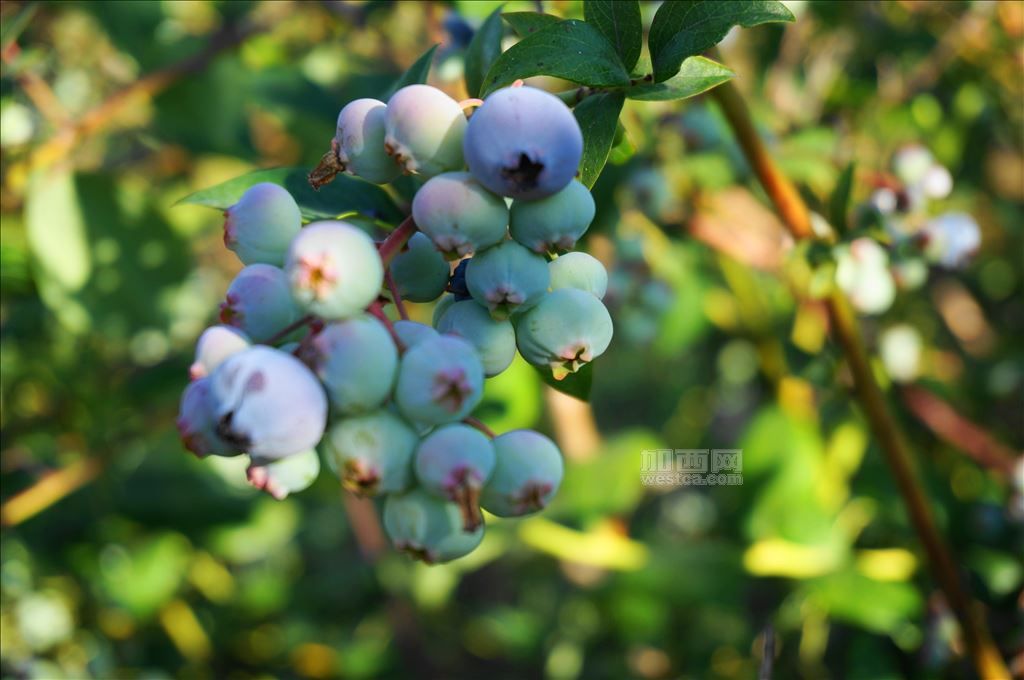 温哥华的蓝莓熟了 (5).JPG