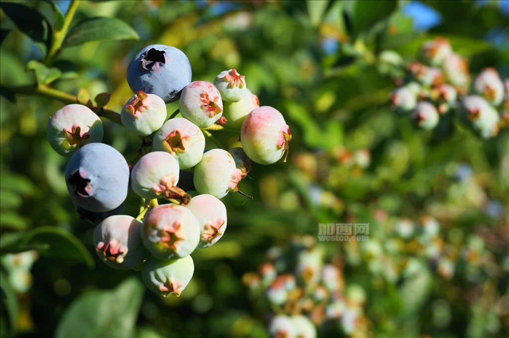 温哥华的蓝莓熟了 (9).JPG